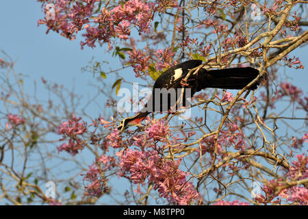 Bird image by Laurens Steijn Stock Photo