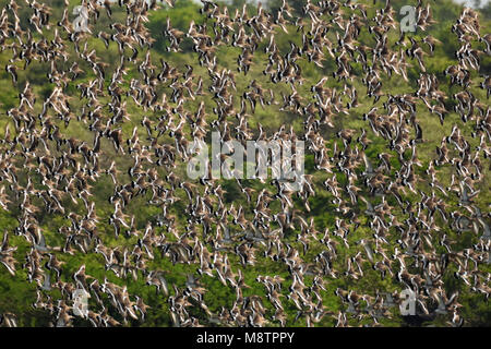 Deel van een 9000 stuks grote groep overwinterende Grutto's in Sri Lanka; Part of a flock of 9000 wintering Black-tailed Godwits (Limosa limosa) in Sr Stock Photo