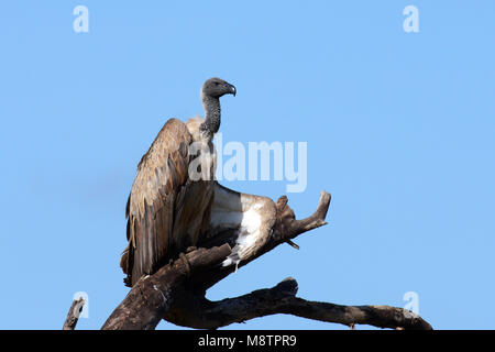 Witruggier, African White-backed Vulture, Gyps africanus Stock Photo