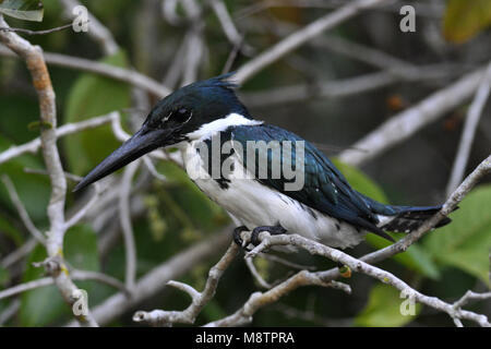 Bird image by Laurens Steijn Stock Photo