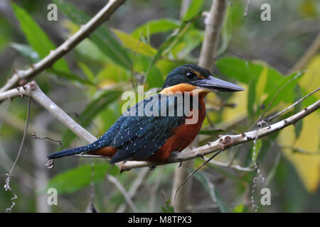 Bird image by Laurens Steijn Stock Photo