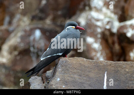 Inca Tern Stock Photo