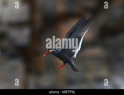 Inca Tern Stock Photo