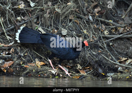 Bird image by Laurens Steijn Stock Photo