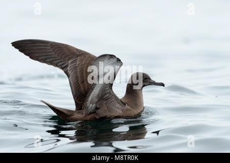 Sooty Shearwater off Lima coast Stock Photo