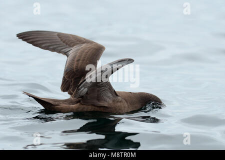 Sooty Shearwater off Lima coast Stock Photo