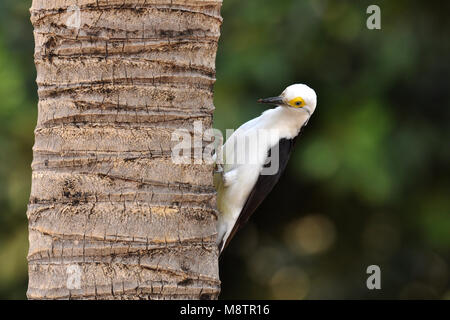 White Woodpecker Stock Photo