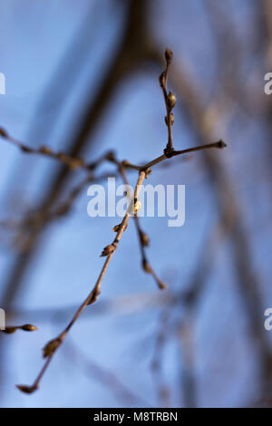 Close up of tightly closed buds forming on tree branches in early Spring Stock Photo
