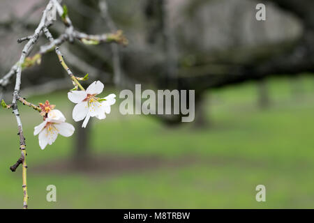 Almond blossoms flowering isolated on blurred background of tree trunks and grass Stock Photo