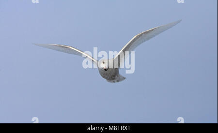 Onvolwassen Grote Burgemeester in vlucht; Immature Glaucous Gull in flight Stock Photo