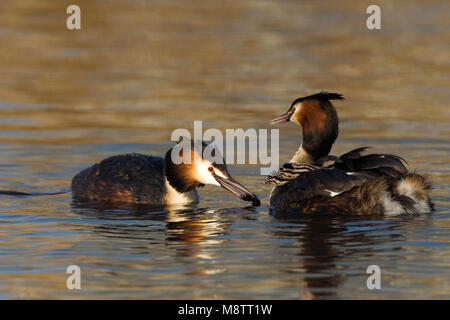 Great Crested Grebe feeding young; Fuut jongen voerend Stock Photo