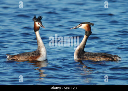 Great Crested Grebe courtship; Fuut baltsend Stock Photo