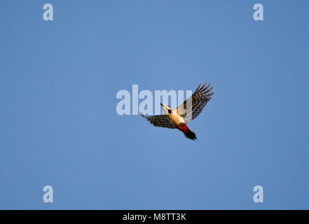 Grote Bonte Specht op trek; Great Spotted Woodpecker on migration Stock Photo