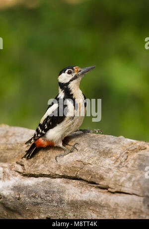 Grote Bonte Specht zittend op boomstam; Great Spotted Woodpecker perched on a log Stock Photo