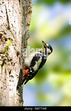 Vrouwtje Grote Bonte Specht tegen boom; Female Great Spotted Woodpecker against tree trunc Stock Photo