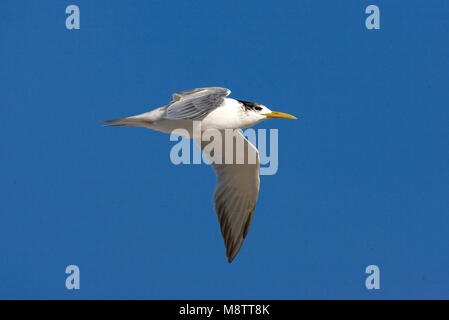 Grote Kuifstern in vlucht; Swift Tern in flight Stock Photo