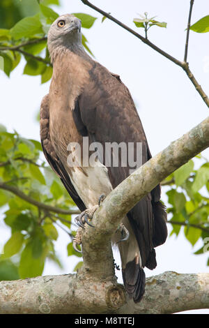 Grote Rivierarend op uitkijk op tak; Grey-headed Fish-eagle on look out Stock Photo