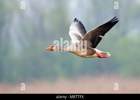 Grauwe Gans in de vlucht; Grey-lag Goose in flight Stock Photo