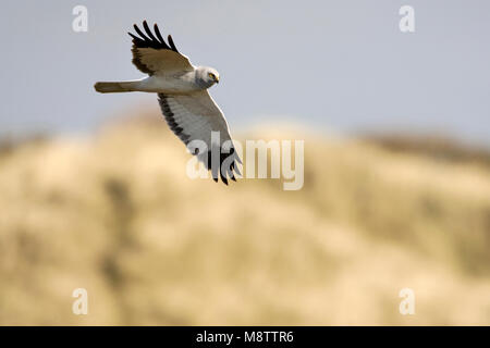 Mannetje Blauwe Kiekendief in de vlucht; Male Hen Harrier in flight Stock Photo