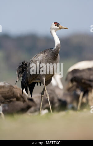 Grote groep overwinterende Monnikskraanvogels; Large flock of wintering Hooded Cranes Stock Photo
