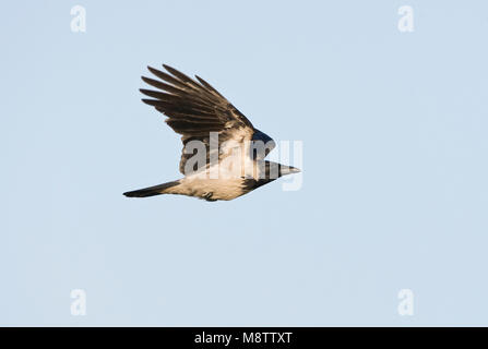 Bonte Kraai in de vlucht; Hooded Crow in flight Stock Photo
