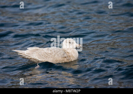 Onvolwassen Beringmeeuw; Immature Glaucous-winged Gull Stock Photo