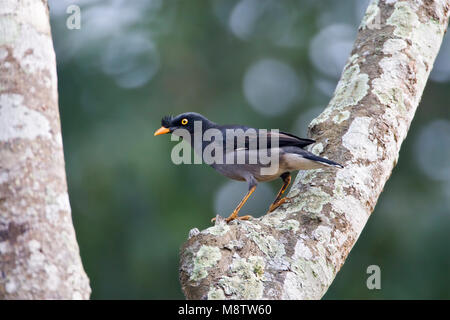 Junglemaina zittend in een boom; Jungle Myna perched in a tree Stock Photo