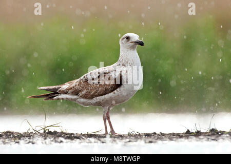 Onvolwassen Pontische Meeuw staand in de regen; Immature Caspian Gull standing in the rain Stock Photo