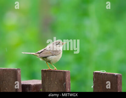 Raddes Boszanger op doortrek op Happy Island; Radde's Warbler during migration on Happy Island, China Stock Photo