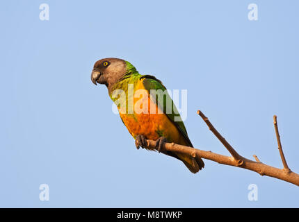 Bonte Boertje, Senegal Parrot, Poicephalus senegalus Stock Photo