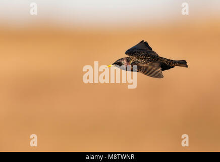 Spreeuw, Common Starling, Sturnus vulgaris Stock Photo