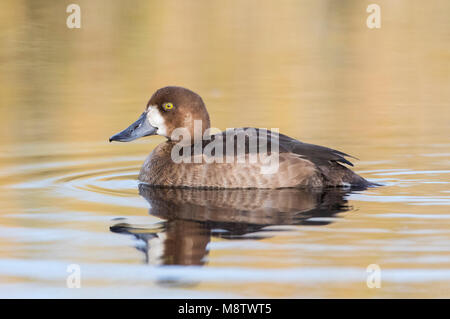 Toppereend op een klein duinmeertje op Vlieland; Greater Scaup (Aythya marila) swimming in a small dune lake on Vlieland Stock Photo