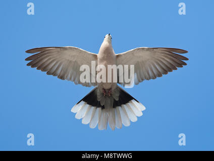 Turkse Tortel, Eurasian Collared Dove, Streptopelia decaocto Stock Photo