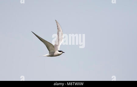 Visdief, (Siberian) Common Tern, Sterna hirundo longipennis Stock Photo