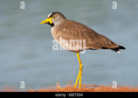 Adult Wattled Plover in the Gambia Stock Photo