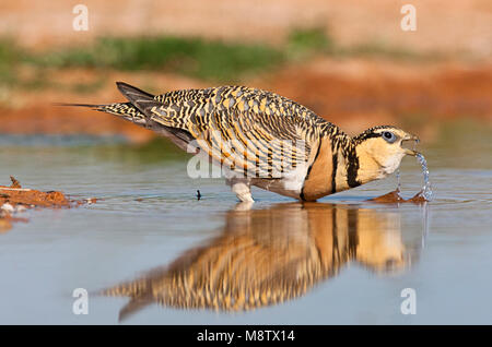 Drinkend vrouwtje Witbuikzandhoen; Female drinking Pin-tailed Sandgrouse (Pterocles alchata) at drinking station Stock Photo