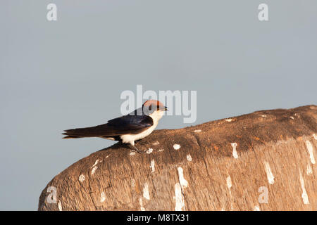 Roodkruinzwaluw, Wire-tailed Swallow, Hirundo smithii Stock Photo