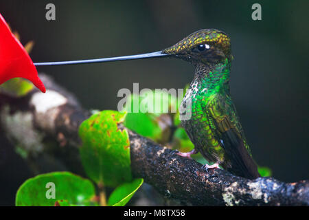 Zwaardkolibrie drinkend uit feeder;, Sword-billed Hummingbird drinking from nectar feeding station Stock Photo