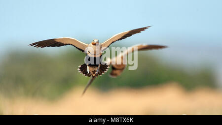 Vliegende man Zwartbuikzandhoen; Male flying Black-bellied Sandgrouse Stock Photo