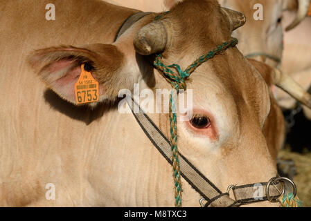 Blonde d'Aquitaine Beef Cow or Cattle with Traceability or Identification Tag Attached to Ear Stock Photo