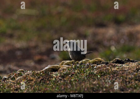 Cobb's wren Troglodytes cobbi Sea Lion Island Falkland Islands November 2015 Stock Photo