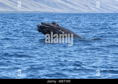 Baby humpback whale playing in the waters near Lahaina on Maui. Stock Photo