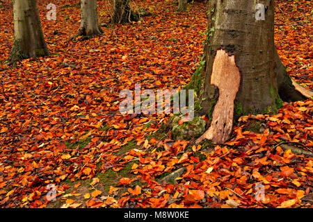 Carpet of autumn leaves at Loggerheads Country Park, North Wales Stock Photo