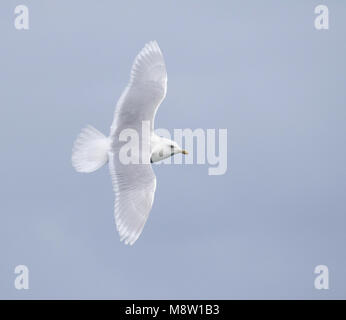Vliegende volwassen Kleine Burgemeester; Adult Iceland Gull (Larus glaucoides) in flight Stock Photo