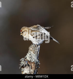 Witstuitbarmsijs, Coues's Arctic Redpoll, Carduelis hornemanni exilipes Stock Photo