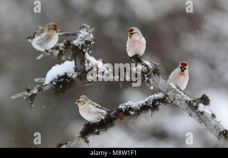 Witstuitbarmsijs, Coues's Arctic Redpoll, Carduelis hornemanni exilipes Stock Photo
