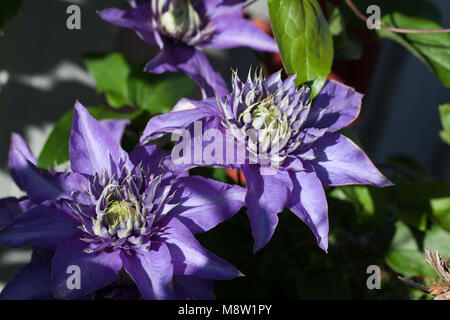 'Multi Blue' Early Large-flowered group, Klematis (Clematis) Stock Photo
