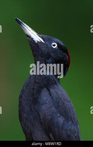 Zwarte Specht, Black Woodpecker, Dryocopus martius Stock Photo