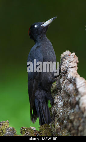 Zwarte Specht, Black Woodpecker, Dryocopus martius Stock Photo
