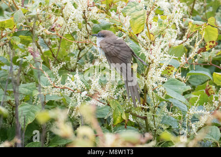 Zwartsnavelkoekoek, Black-billed Cuckoo, Coccyzus erythropthalmus Stock Photo